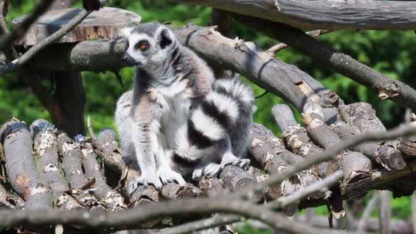 Cytrynowa Małpa Lemur Białogłowy Lemur Catta — Wideo stockowe