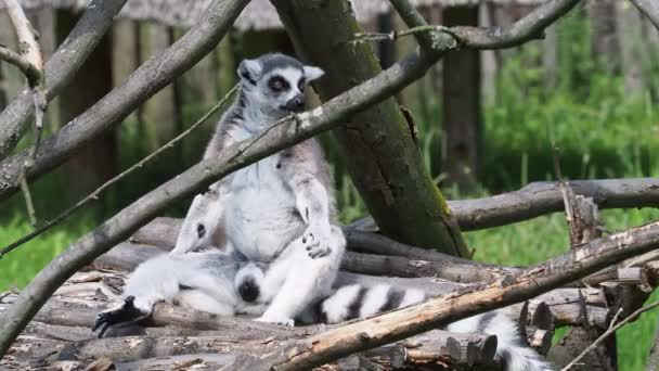 Singe Lémurien Lémurien Queue Cerclée Lemur Catta — Video