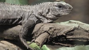 Dal üzerindeki Utila Iguana (Ctenosaura bakeri), soyu tükenmekte olan bir kertenkele türüdür..
