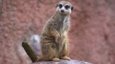 Suricata bir nöbetçinin üzerinde duruyor. İlginç mirket (Suricata suricatta).