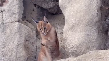 Kışın çöl kedileri Caracal veya Afrika vaşağı