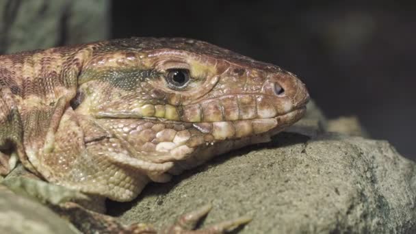 Közelkép Egy Vörös Tegu Gyíkról Tupinambis Rufescens Hüllő Vadon Élő — Stock videók