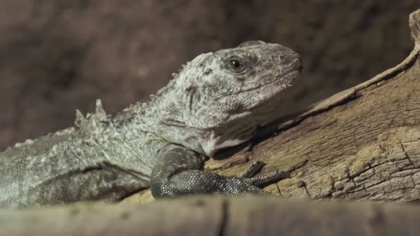 Utila Iguana Gren Ctenosaura Bakeri Kritiskt Hotad Ödla Art — Stockvideo