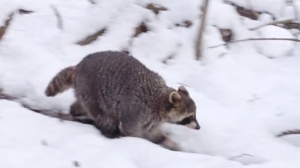 雪の上を走るラクーン プロキオンローター 北米タヌキとも呼ばれる — ストック動画