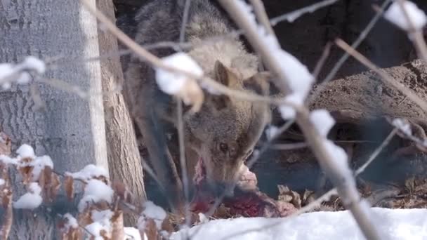 伊比利亚狼 Canis Lupus Signatus 吃雪地上的食物 — 图库视频影像