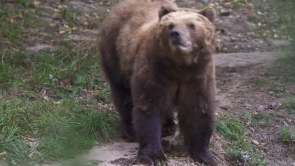 Kamchatka Καφέ Αρκούδα Στο Δάσος Ursus Arctos Beringianus — Αρχείο Βίντεο