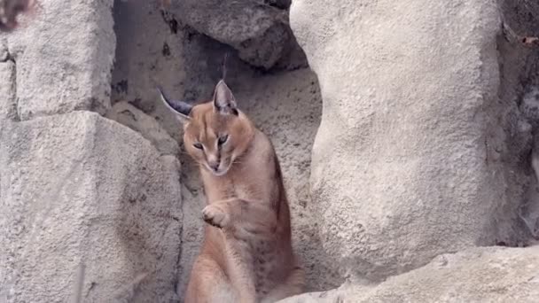 Γάτες Της Ερήμου Καρακάλ Αφρικανικός Λύγκας Χειμώνα — Αρχείο Βίντεο