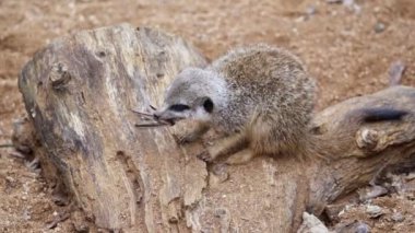 Mirket yakaladığı yiyecekleri yer..