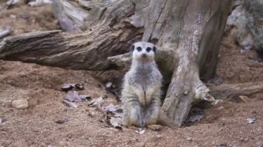 Suricata bir nöbetçinin üzerinde duruyor. İlginç mirket (Suricata suricatta).