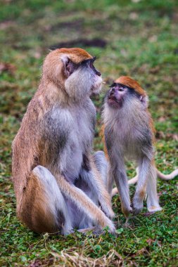 Patas maymunu süvari maymunu olarak da bilinir (Erythrocebus patas)