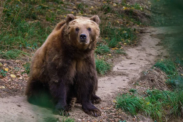 在森林里的堪察加半岛棕熊 Ursus Arctos Berąanus — 图库照片