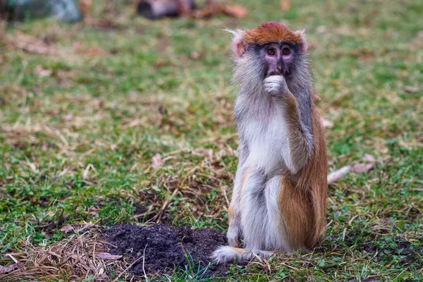 Patas Monkey Erythrocebus Patas — Stock Photo, Image