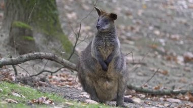 Wallaby bataklığı, iki renkli Wallabia. Kara kanguru olarak bilinir.