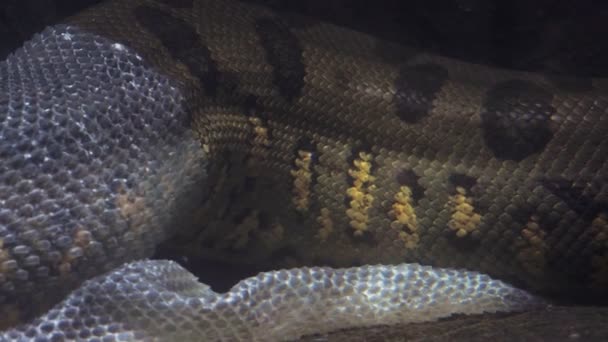 Anaconda Verde Agua Eunectes Murinus Anaconda Desnuda Piel Bajo Agua — Vídeo de stock
