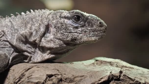 Utila Iguana Egy Ágon Ctenosaura Bakeri Egy Kritikusan Veszélyeztetett Gyíkfaj — Stock videók