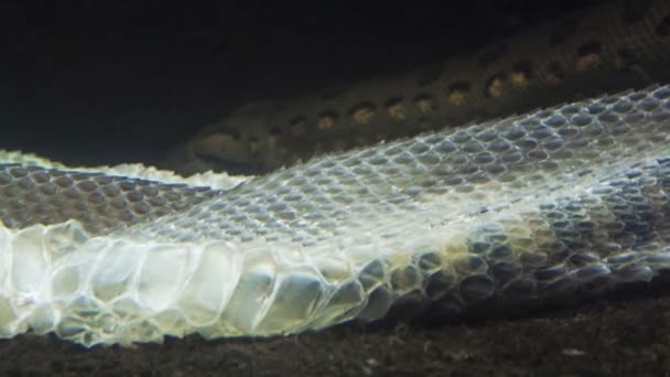 Anaconda Verde Água Eunectes Murinus Anaconda Despe Pele Subaquática — Vídeo de Stock