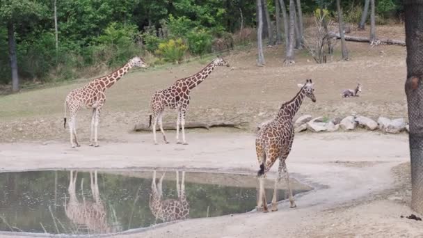 Retikulerade Giraffer Giraffa Reticulata Och Zebra Den Stora Djurutrymmet — Stockvideo
