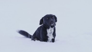 Kışın kara köpek ve düşen kar taneleri