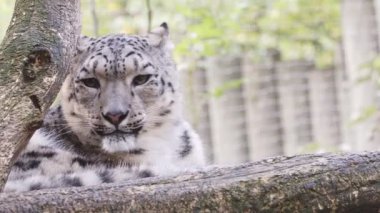 Kar leoparı kürkünü temizler (Panthera uncia).