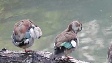 Halkalı deniz mavisi (Callonetta leucophrys) tüylerini temizler