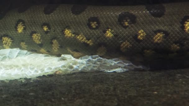 Anaconda Verde Agua Eunectes Murinus Anaconda Desnuda Piel Bajo Agua — Vídeos de Stock