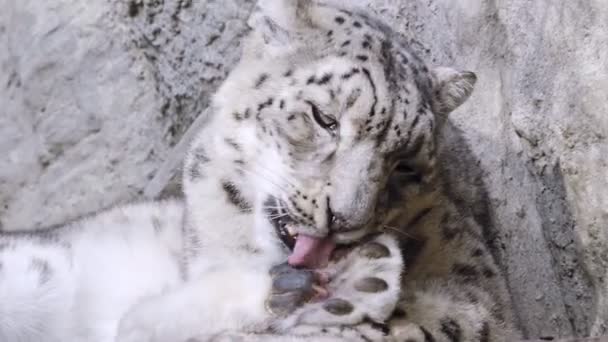 雪のヒョウは毛皮をきれいにします Panthera Uncia — ストック動画