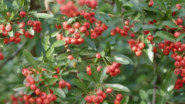 Pyracantha Coccinea Scarlet Fielthorn Ornamental Shrub Rosaceae Evergreen Shrub — 비디오