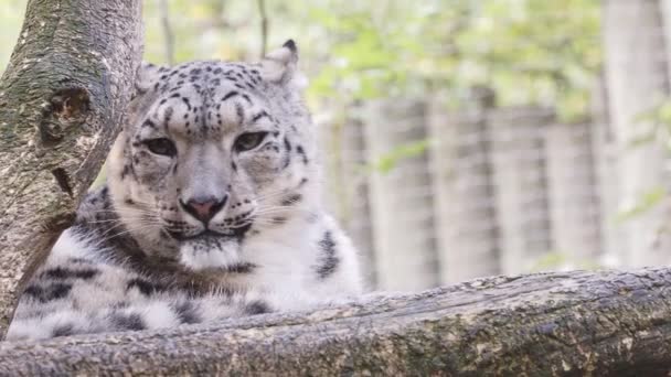 Leopardo Delle Nevi Pulisce Sua Pelliccia Panthera Uncia — Video Stock