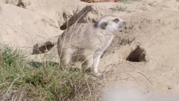 Suricata Sobre Guarda Meerkat Curioso Suricata Suricatta — Vídeo de Stock