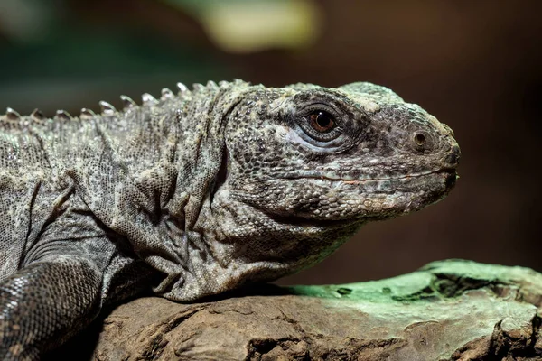 Utila Iguana Ένα Κλαδί Ctenosaura Bakeri Είναι Ένα Είδος Σαύρας — Φωτογραφία Αρχείου