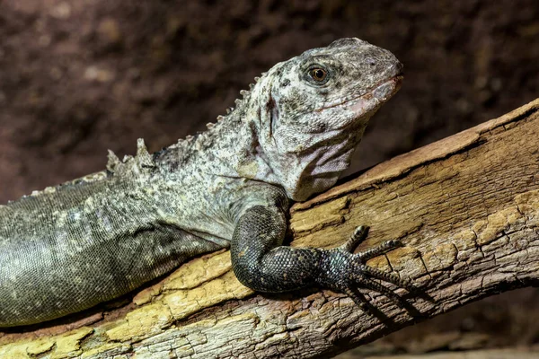 Iguana Utila Una Rama Ctenosaura Bakeri Una Especie Lagarto Peligro — Foto de Stock