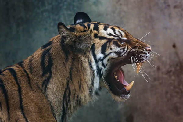 Вид Спереди Суматранского Тигра Портрет Суматранского Тигра Panthera Tigris Sumatrae — стоковое фото