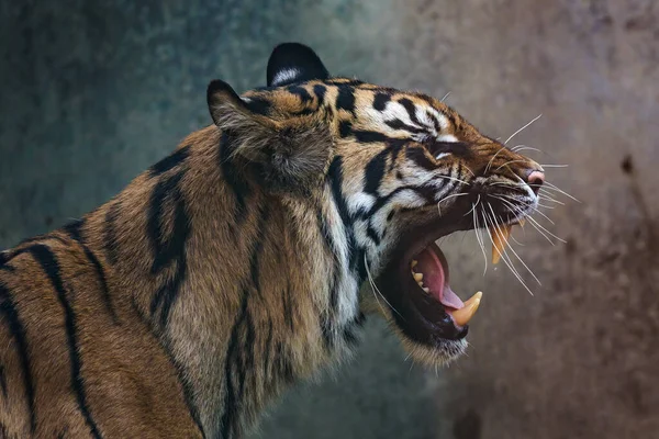 Vorderansicht Des Sumatra Tigers Porträt Des Sumatra Tigers Panthera Tigris — Stockfoto