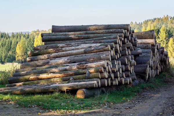 森林里成堆的云杉木 一堆堆巨大的原木 — 图库照片