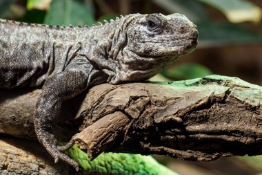 Dal üzerindeki Utila Iguana (Ctenosaura bakeri), soyu tükenmekte olan bir kertenkele türüdür..