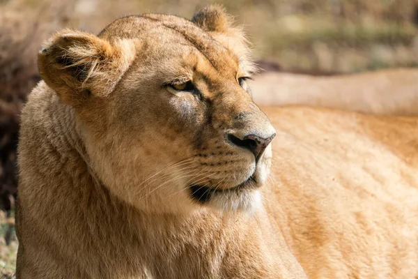 Oroszlán Portré Kongói Oroszlán Panthera Leo Bleyenberghi — Stock Fotó