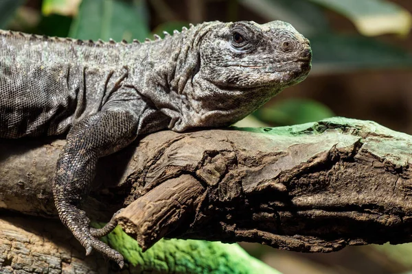 Utila Iguana Gałęzi Ctenosaura Bakeri Jest Krytycznie Zagrożonym Gatunkiem Jaszczurek — Zdjęcie stockowe