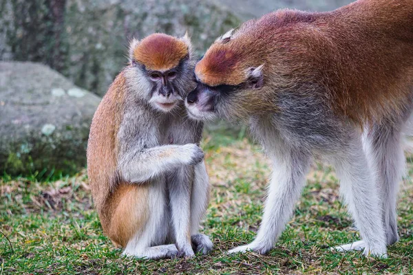 Patas Monkey Also Known Hussar Monkey Erythrocebus Patas — Stock Photo, Image