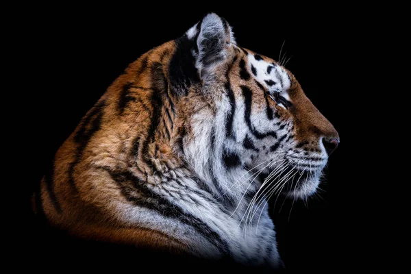 Front View Siberian Tiger Isolated Black Background Portrait Siberian Tiger — Stock Photo, Image