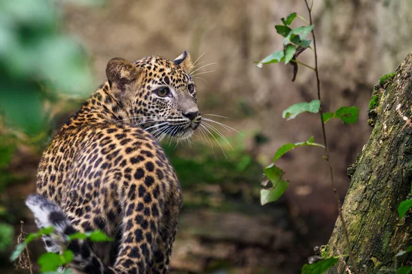 Λεοπάρδαλο Της Σρι Λάνκα Panthera Pardus Kotiya — Φωτογραφία Αρχείου