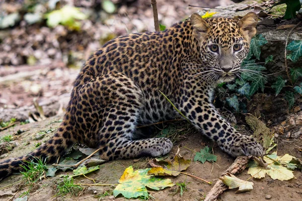 Λεοπάρδαλο Της Σρι Λάνκα Panthera Pardus Kotiya — Φωτογραφία Αρχείου
