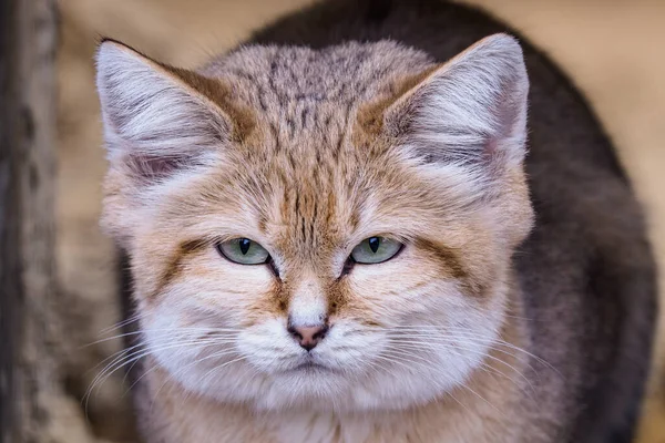 Portrait Sand Cat Felis Margarita — Stock Photo, Image