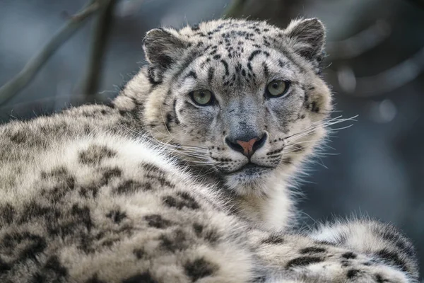 Retrato Leopardo Neve Panthera Uncia — Fotografia de Stock