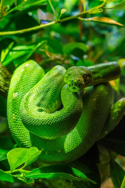 Red Bush Viper Atheris Squamigera Tree Stock Photo 1095756020