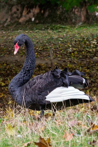 Elegante Cisne Negro Hierba Con Hojas Caídas Cygnus Atratus Hermoso — Foto de Stock