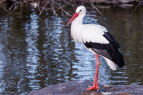 White Stork Stands Stone Ciconia Ciconia — Stock Photo, Image