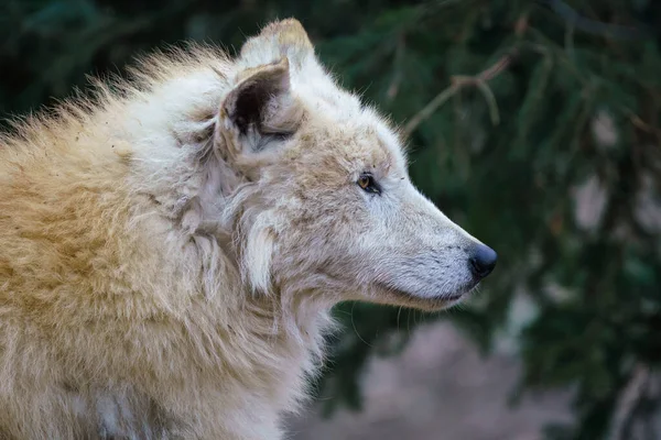 Арктический Волк Canis Lupus Arctos Известный Белый Волк Полярный Волк — стоковое фото