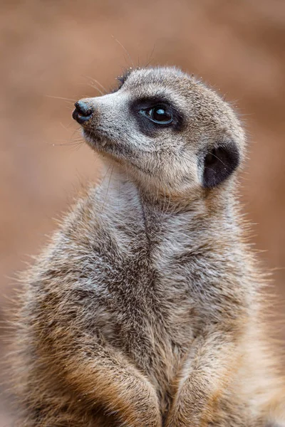 Egy Szurikáta Portréja Figyeli Környéket Álló Suricate Vagy Meerkat — Stock Fotó