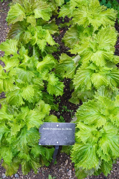 Green Shiso Plant Perilla Frutescens Herbal Medicine — Stock Photo, Image