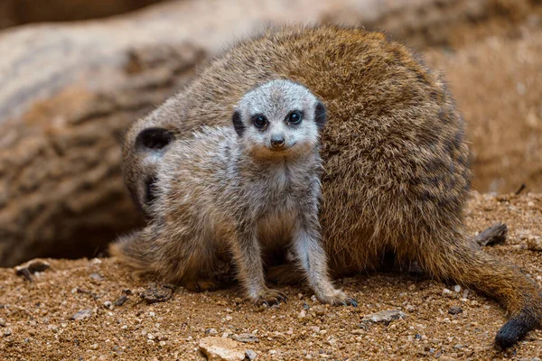 Filhote Pequeno Meerkat Suricata Suricatta Sentado Areia — Fotografia de Stock